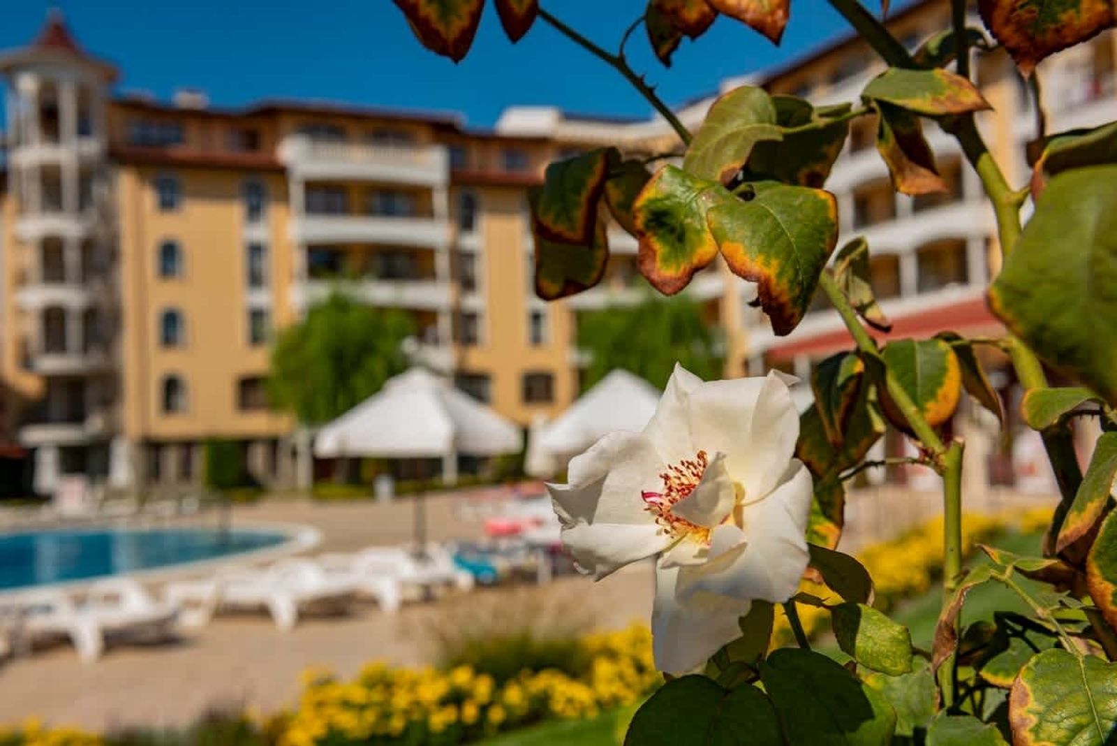 Cozy 1 bedroom apartment in Royal Sun - Photo 25