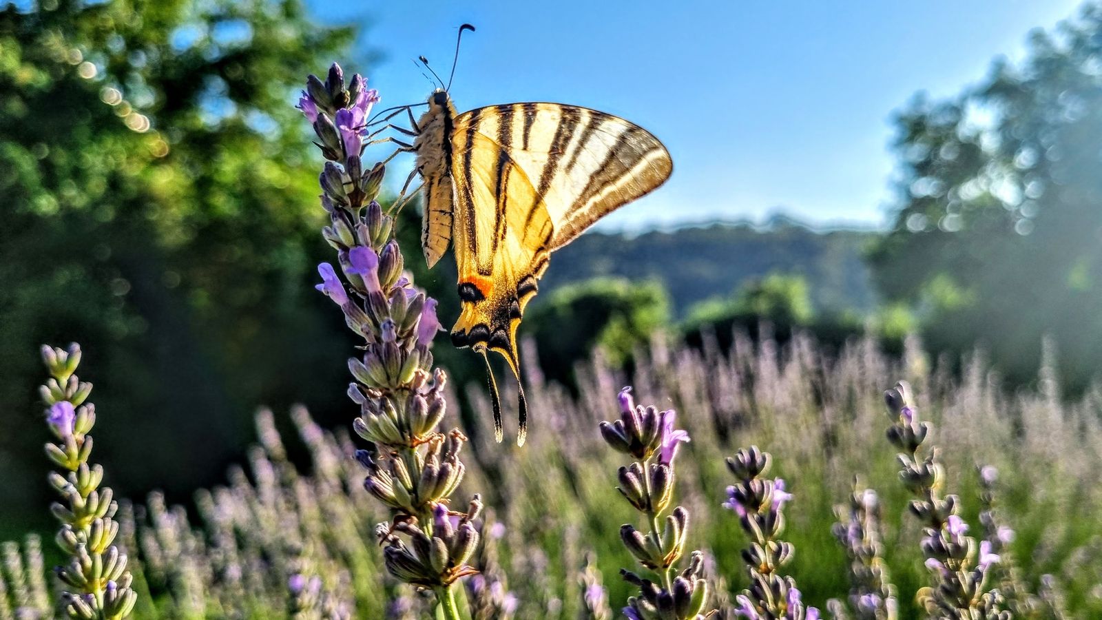 20 hectare traditional ranch - Photo 7