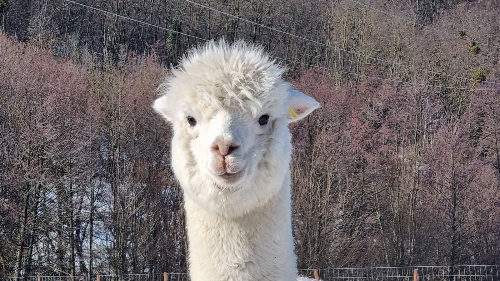 20 hectare traditional ranch - Photo 15