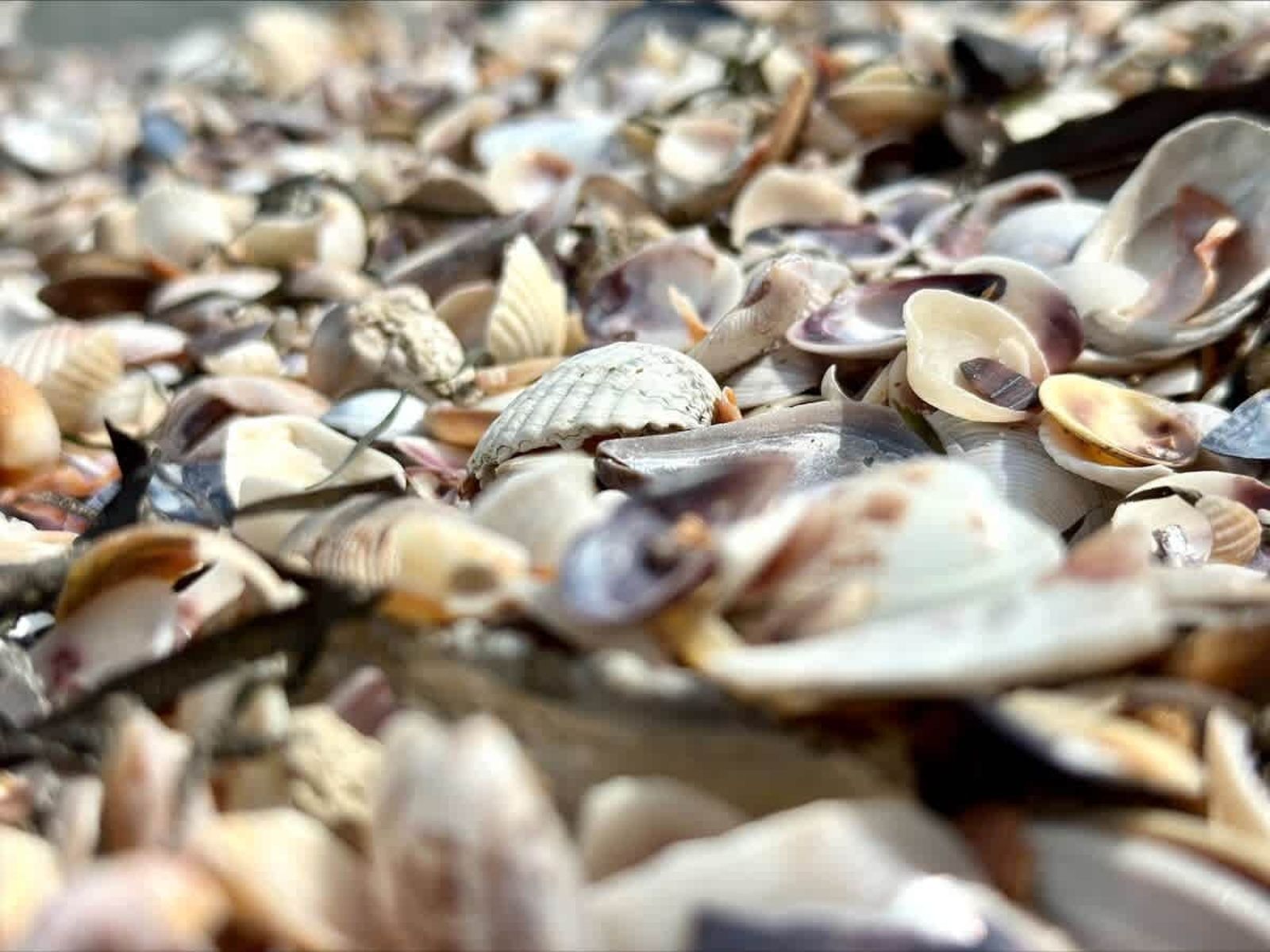 Family studio in Pomorie Bay - Photo 13