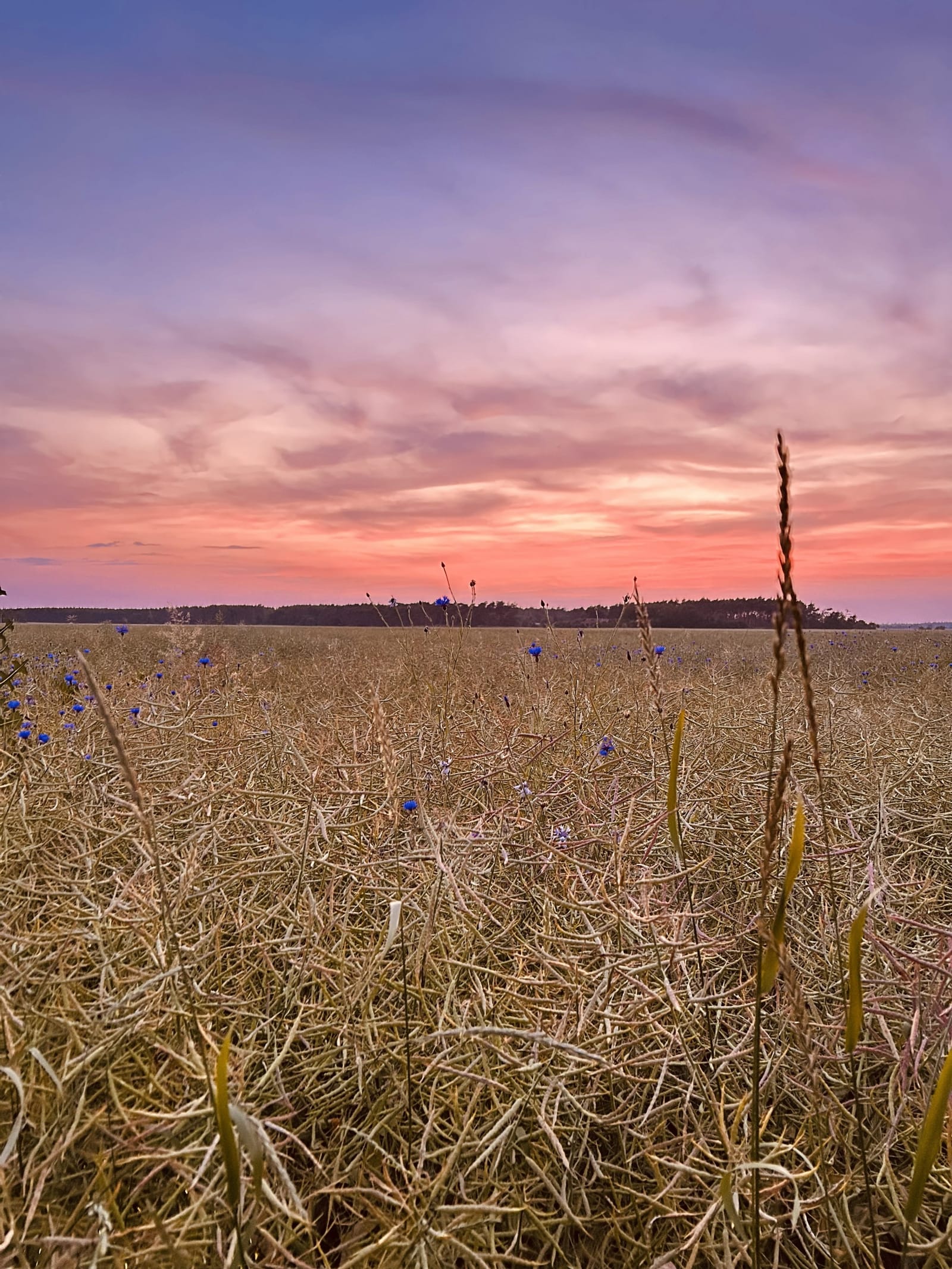 Historic Half-Timbered Farmhouse with Cinematic Garden &amp; Authentic European Atmosphere - Photo 11