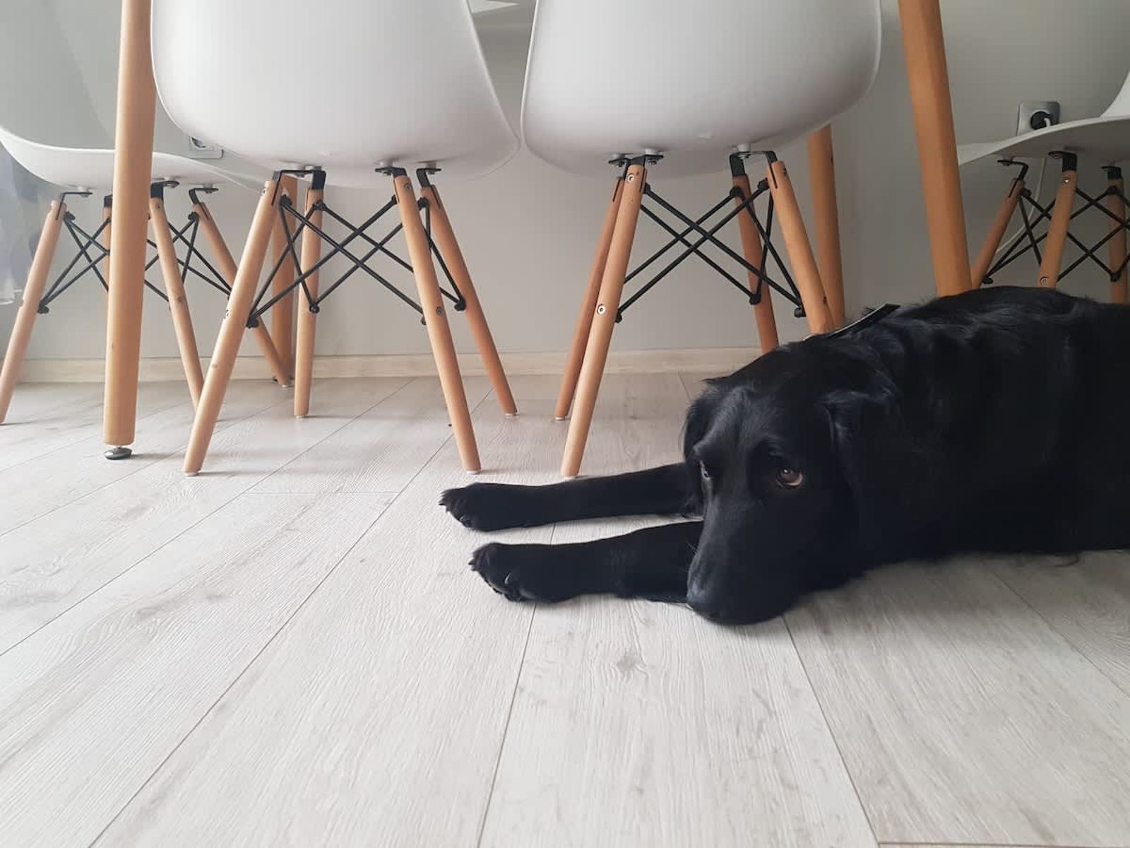 The Blue  1BD Flat near Asparuhovo Sea Garden - Photo 12