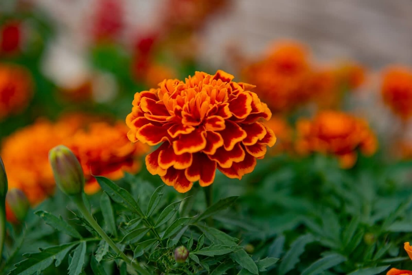 Paradise Dreams Lively Studio with pool view - Photo 18