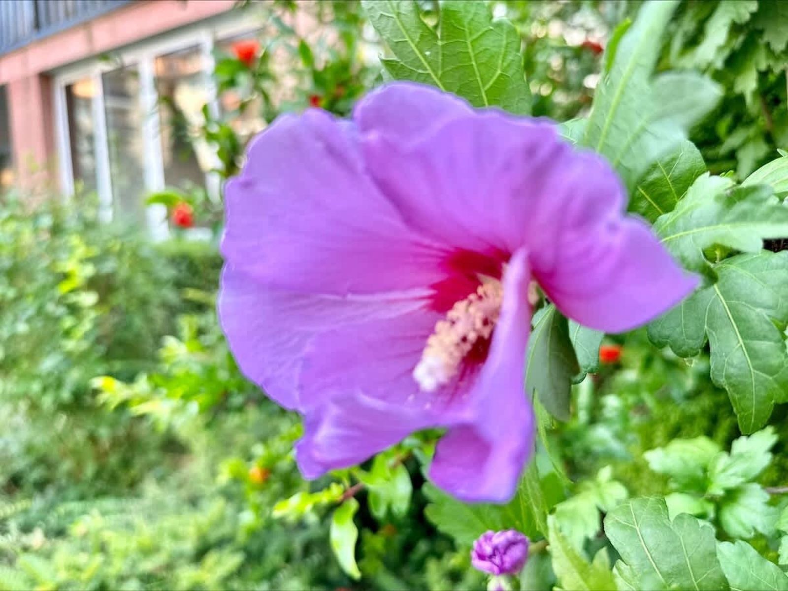 Cozy Chateu Aheloy 2  family studio - Photo 17