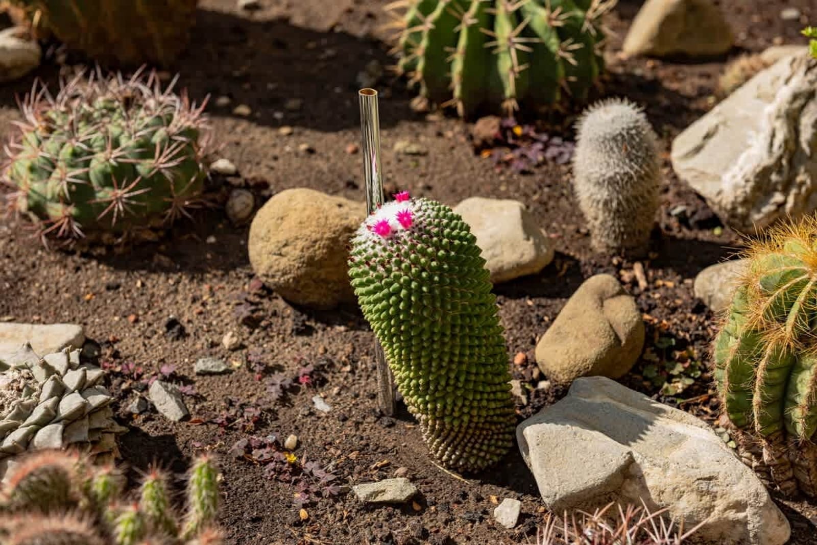 Cozy Golden Rainbow  Apartment Sea View - Photo 16