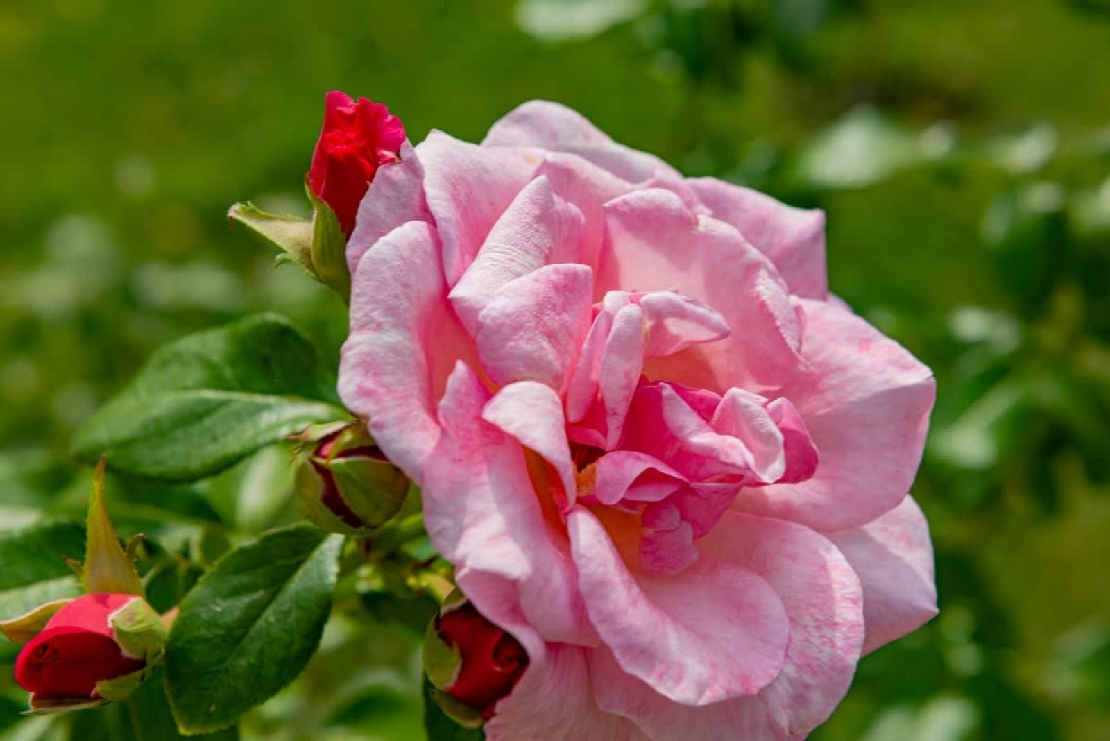 Cozy Studio Privilege Fort Beach - Photo 12