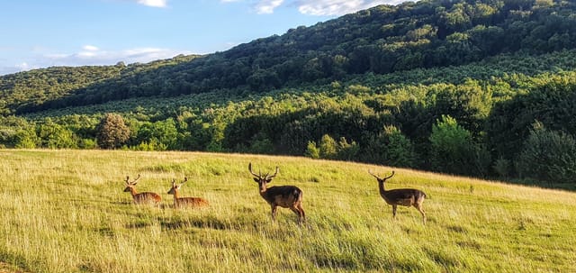 20 hectare traditional ranch