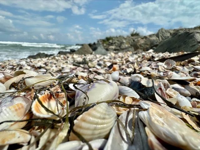 Family studio in Pomorie Bay