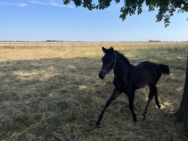 Historic Half-Timbered Farmhouse with Cinematic Garden & Authentic European Atmosphere