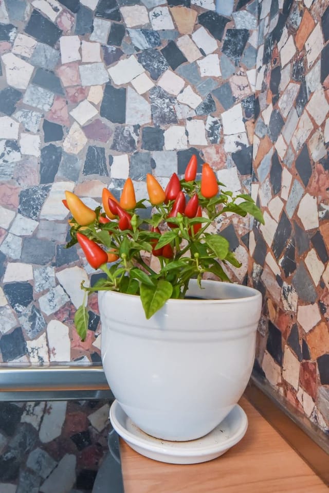 Cosy & renovated 2BD flat near Vitoshka