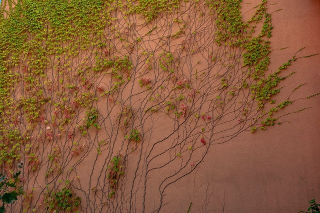 Sunny Day 6 Family Studio