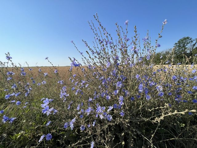 Historic Half-Timbered Farmhouse with Cinematic Garden & Authentic European Atmosphere