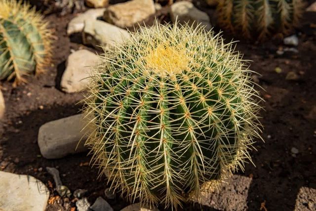 Cozy Golden Rainbow  Apartment Sea View
