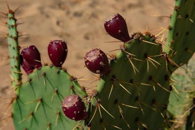 Cozy studio in Dune Residence - Photo 4