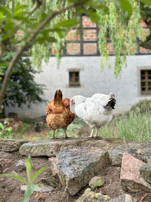 Historic Half-Timbered Farmhouse with Cinematic Garden & Authentic European Atmosphere