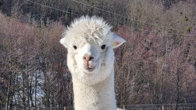 20 hectare traditional ranch