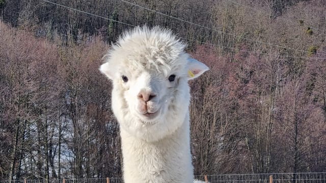 20 hectare traditional ranch