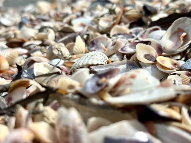 Family studio in Pomorie Bay