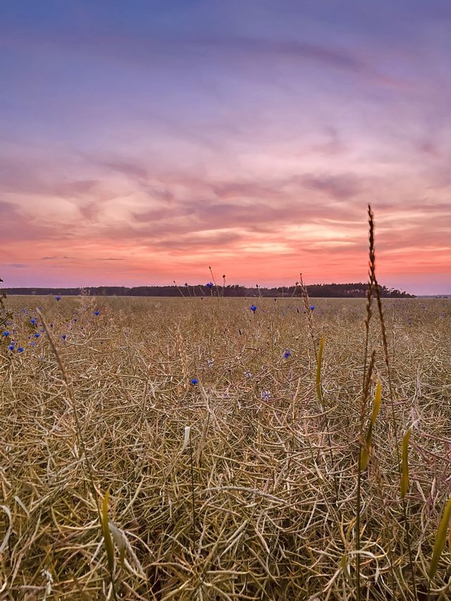 Historic Half-Timbered Farmhouse with Cinematic Garden & Authentic European Atmosphere