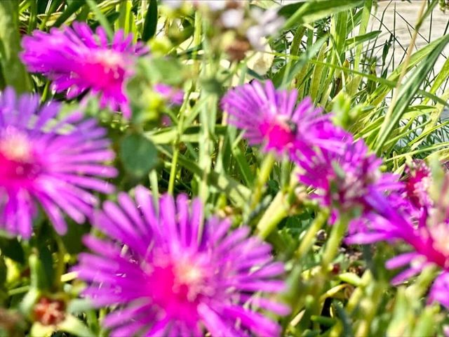 Cozy Chateu Aheloy 2  family studio