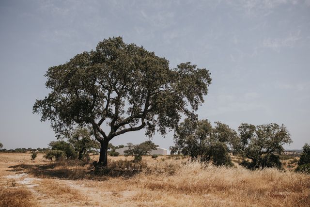 Casa da Volta — Contemporary Walled Villa with Courtyards & Exceptional Natural Light