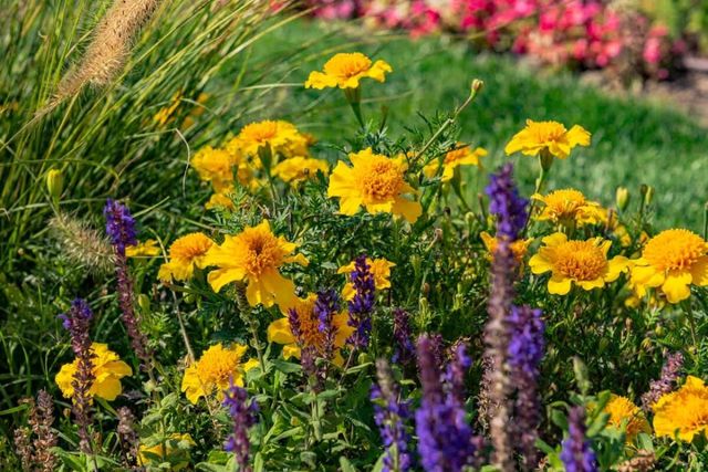 Cozy 1 bedroom aparment in Royal Sun