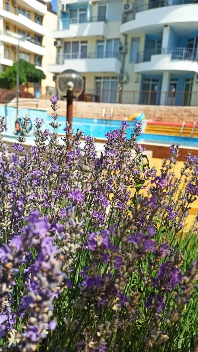 Sunset Studio in Kosharitsa | Pool | SPA | Gym | Parking