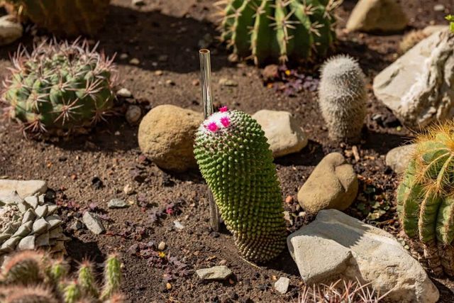 Cozy Golden Rainbow  Apartment Sea View