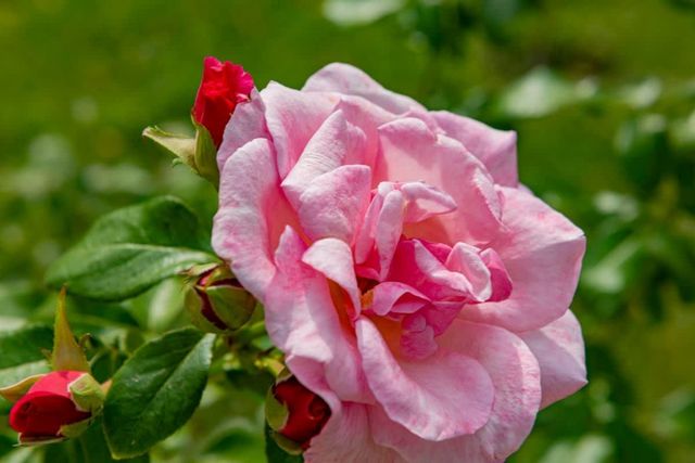 Cozy Studio Privilege Fort Beach