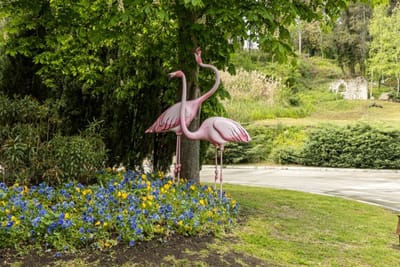 Flamingo Grand Hotel in Albena