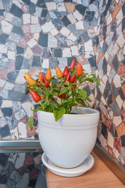 Cosy & renovated 2BD flat near Vitoshka