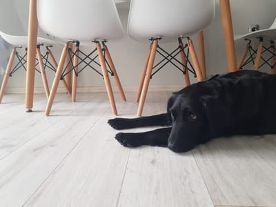 The Blue  1BD Flat near Asparuhovo Sea Garden